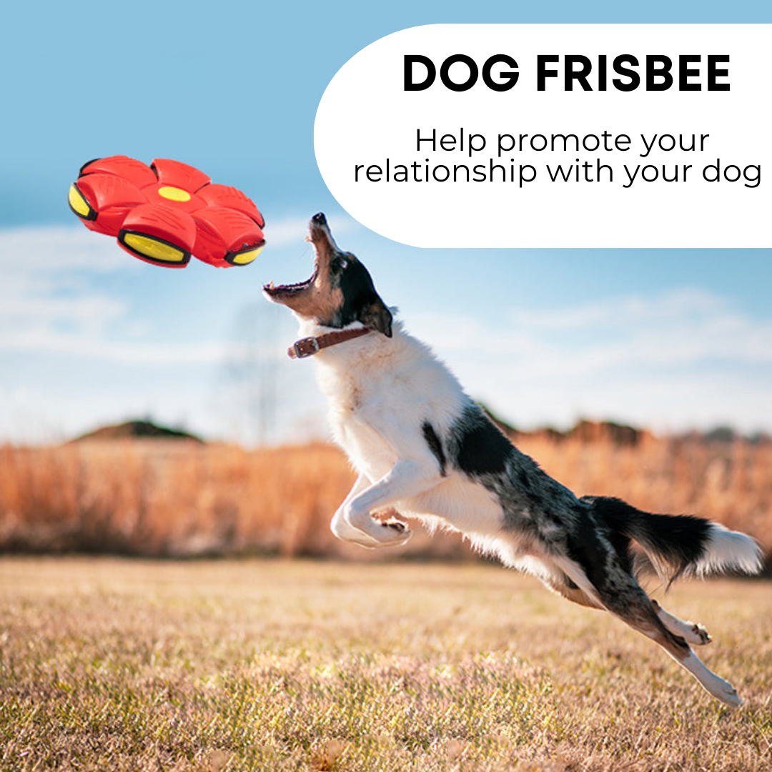 Arix™ Dog Frisbee